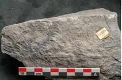 Foto (Detailansicht) von Alethopteris aquilina Brongniart (NHMW-GEO-2024-0188-11259)